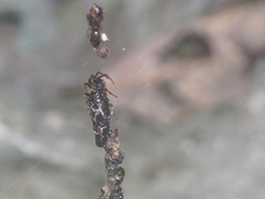 Cyclosa bifida