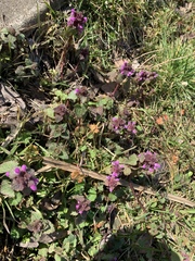 Lamium purpureum