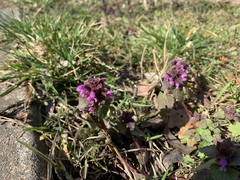 Lamium purpureum