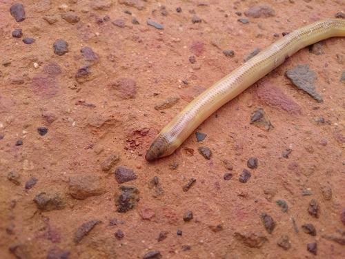 Acontias meleagris