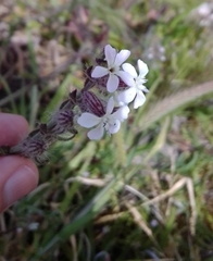 Silene gallica