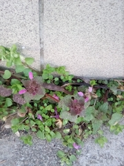 Lamium purpureum