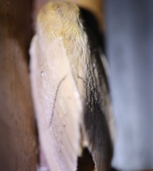 Chrysopoloma restricta