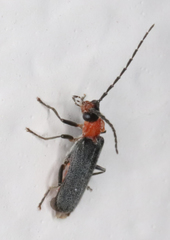 Ditemnus perforatus