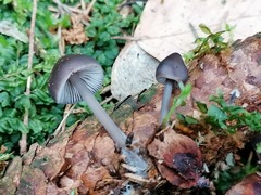 Mycena plumipes