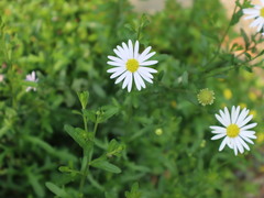 Aster shimadae