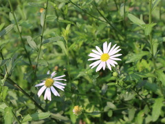 Aster shimadae