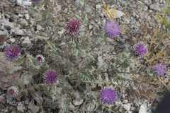 Cousinia tianschanica