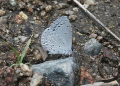 Celastrina echo