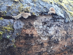 Skeletocutis carneogrisea