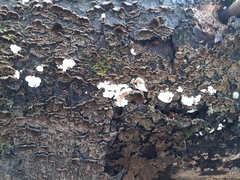 Skeletocutis carneogrisea