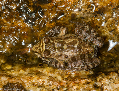 Thoropa miliaris
