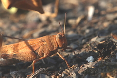 Oedipoda caerulescens