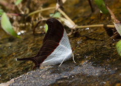 Marpesia zerynthia