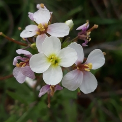 Diplotaxis erucoides