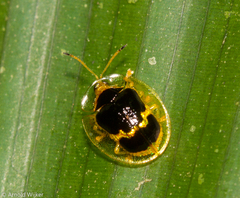 Ischnocodia succincta