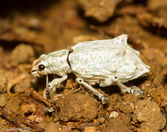 Platyomus