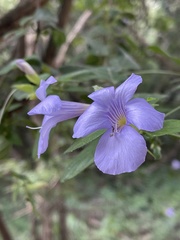 Barleria gueinzii