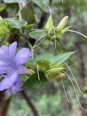Barleria gueinzii
