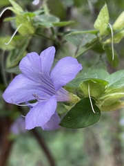 Barleria gueinzii