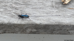 Dotocryptus bellicosus