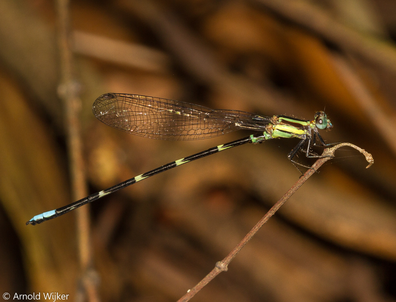 Leptagrion macrurum