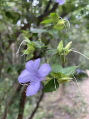 Barleria gueinzii