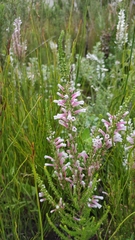 Erica perspicua perspicua