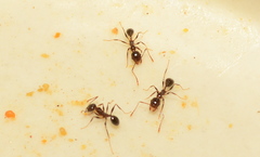 Pheidole tenuinodis