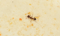 Pheidole tenuinodis
