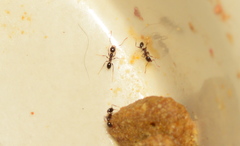 Pheidole tenuinodis