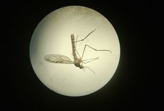 Nematocera