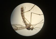 Nematocera