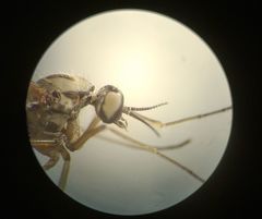 Nematocera
