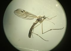 Nematocera