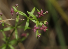 Galium wrightii