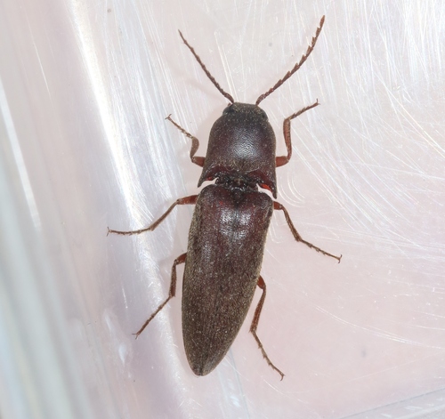 Diplostethus opacicollis