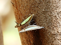 Polyura agraria