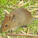 Vlei Rats - Photo (c) Colin Ralston, some rights reserved (CC BY-NC), uploaded by Colin Ralston