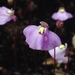 Utricularia grampiana - Photo (c) Nicola Baines, some rights reserved (CC BY-NC)
