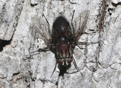 Trixodes obesus