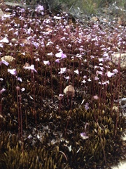 Utricularia grampiana