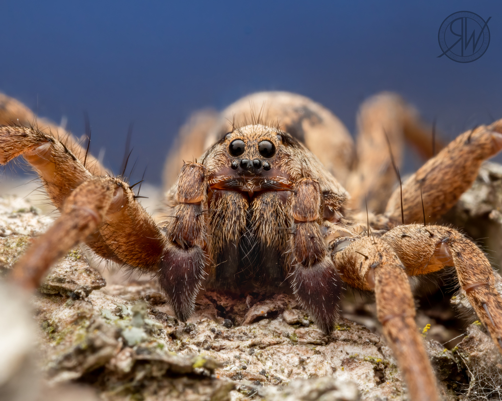 Sword Wolf Spiders