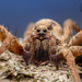 Sword Wolf Spiders - Photo (c) RoryMacro, some rights reserved (CC BY-NC), uploaded by RoryMacro