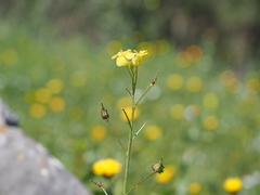 Bunias erucago