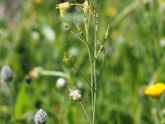 Bunias erucago