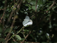 Ascia monuste automate