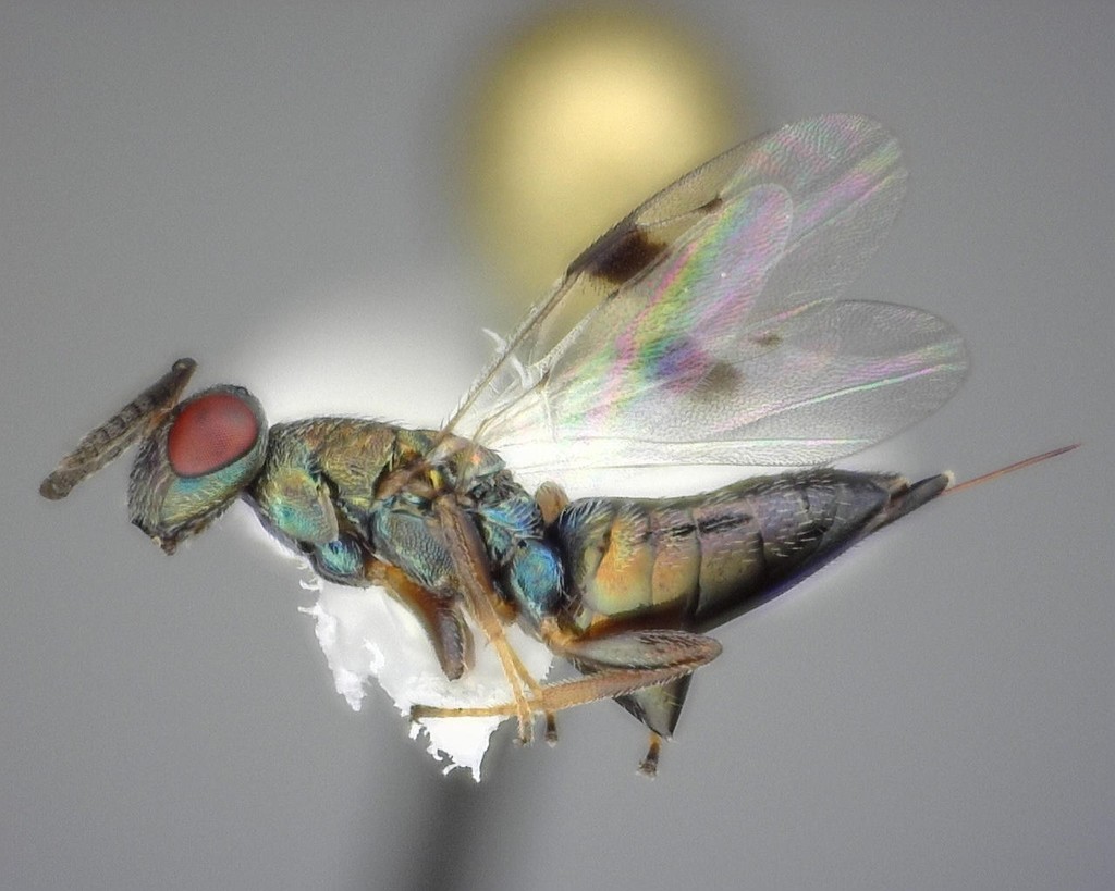 Rhopalicus
