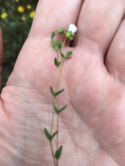 Mononeuria uniflora