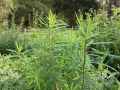 Euphorbia jolkinii